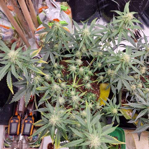 King's Juice #1 growlog timeline photo