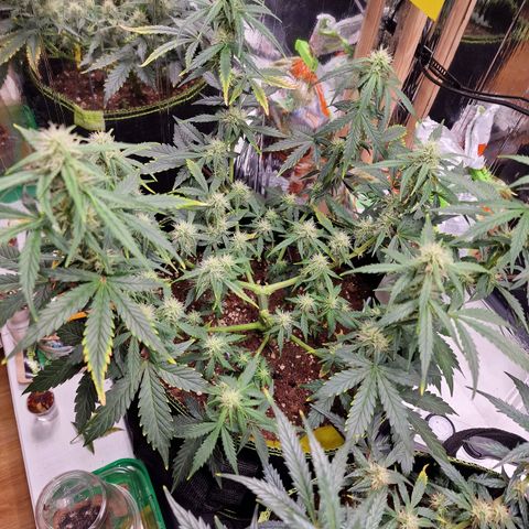 King's Juice #1 growlog timeline photo