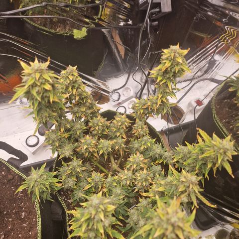 King's Juice #1 growlog timeline photo