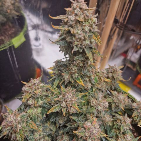King's Juice #2 growlog timeline photo