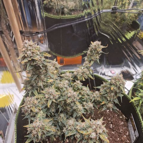 King's Juice #2 growlog timeline photo