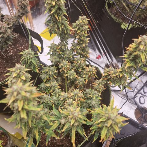 King's Juice #1 growlog timeline photo