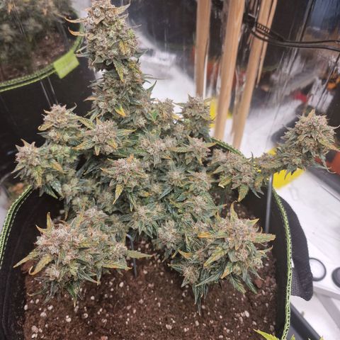 King's Juice #2 growlog timeline photo