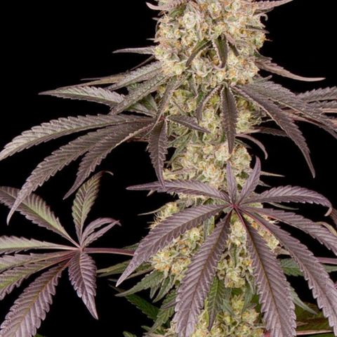 Runtz Muffin growlog timeline photo