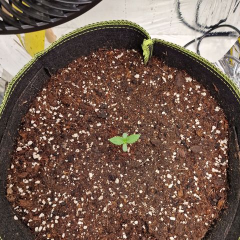 Runtz Muffin growlog photo: Tag 4