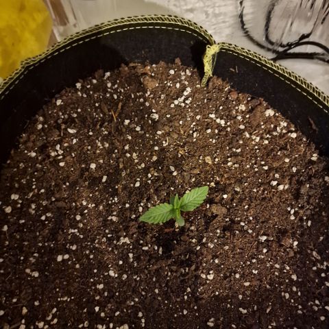 Runtz Muffin growlog photo: Tag 5