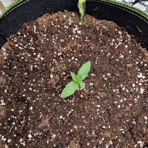 Runtz Muffin growlog photo: Tag 6