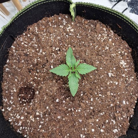 Runtz Muffin growlog photo: Tag 8