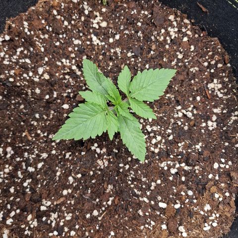 Runtz Muffin growlog photo: Tag 9
