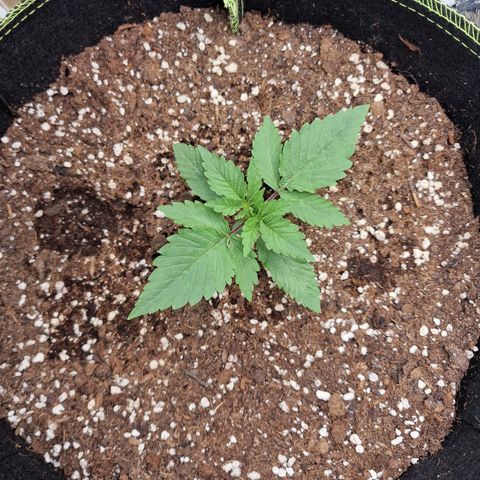Runtz Muffin growlog photo: Tag 10
