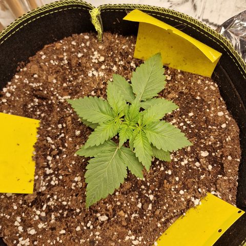 Runtz Muffin growlog photo: Tag 11