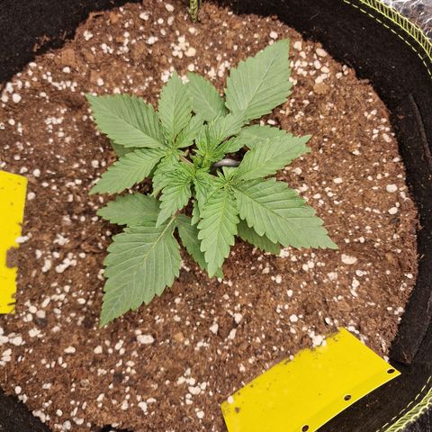 Runtz Muffin growlog photo: Tag 12