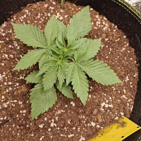 Runtz Muffin growlog photo: Tag 13