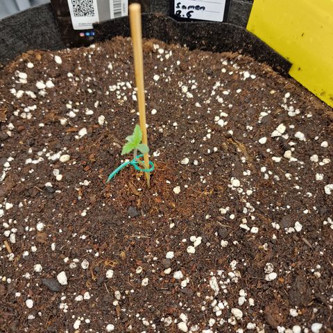 Purple Haze growlog photo: Tag 3