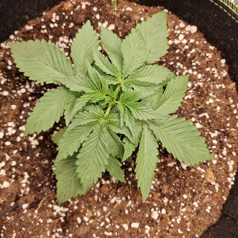 Runtz Muffin growlog photo: Tag 14