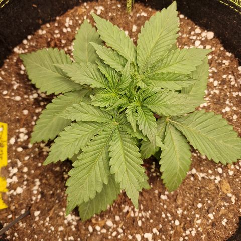 Runtz Muffin growlog photo: Tag 15 