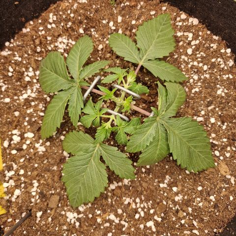 Runtz Muffin growlog photo: Tag 15 Topping 