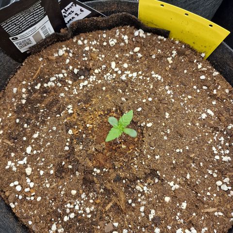 Lemon Cherry Cookies growlog photo: Tag 4
