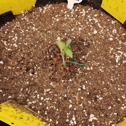 Mix Pack, surprise growlog photo: Tag 4