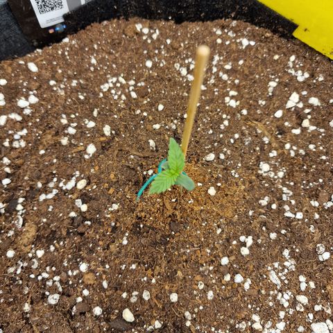 Purple Haze growlog photo: Tag 4