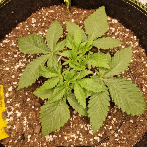 Runtz Muffin growlog photo: Tag 16