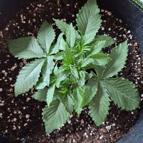 Runtz Muffin growlog photo: Tag 17 vor dem LST 