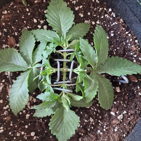 Runtz Muffin growlog photo: Tag 16 nach dem LST
