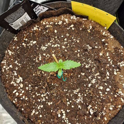 Lemon Cherry Cookies growlog photo: Tag 6