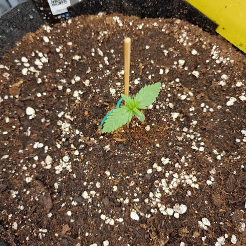 Purple Haze growlog photo: Tag 6