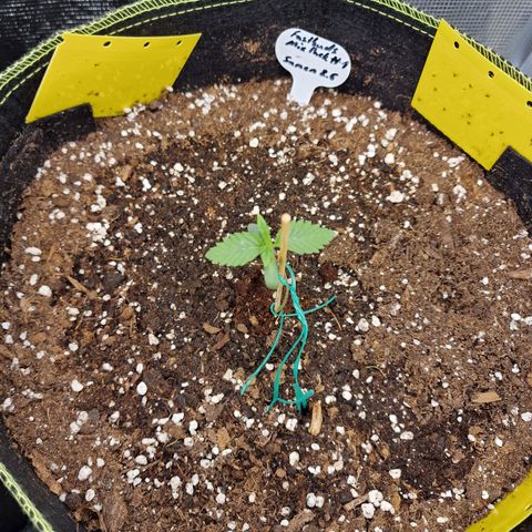 Mix Pack, surprise growlog photo: Tag 6