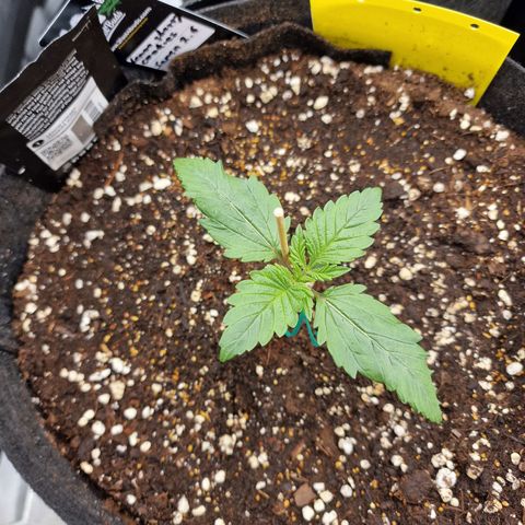 Lemon Cherry Cookies growlog photo: Tag 8