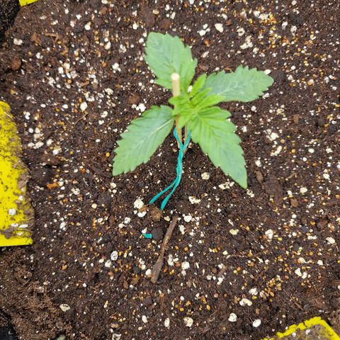 Mix Pack, surprise growlog photo: Tag 8