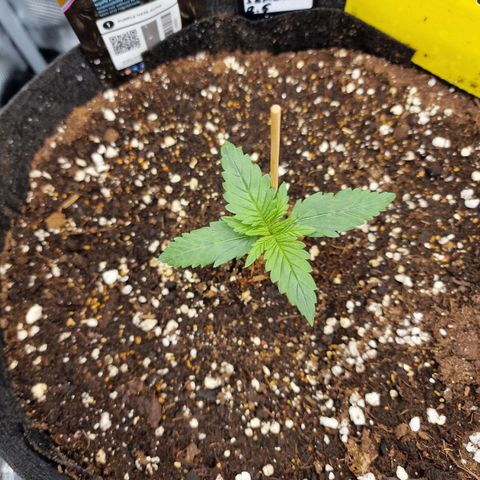 Purple Haze growlog photo: Tag 8