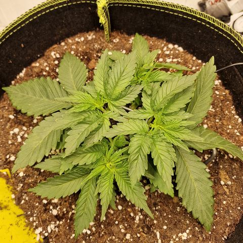 Runtz Muffin growlog photo: Tag 19