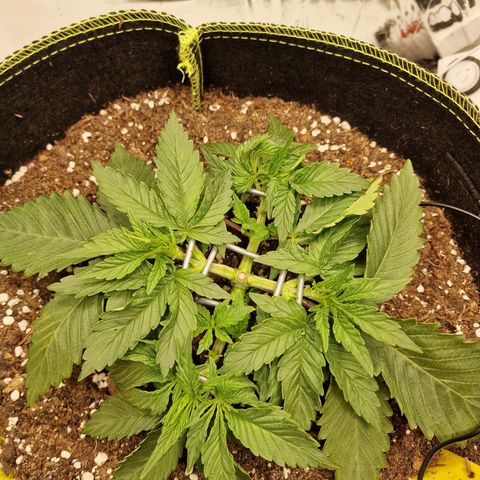 Runtz Muffin growlog photo: Tag 20
