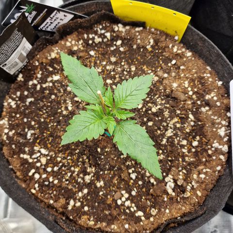 Lemon Cherry Cookies growlog photo: Tag 9
