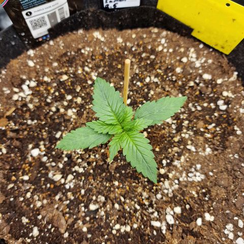 Purple Haze growlog photo: Tag 9