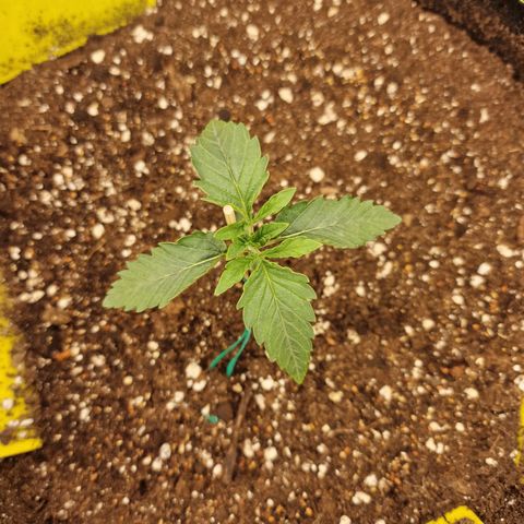 Mix Pack, surprise growlog photo: Tag 9