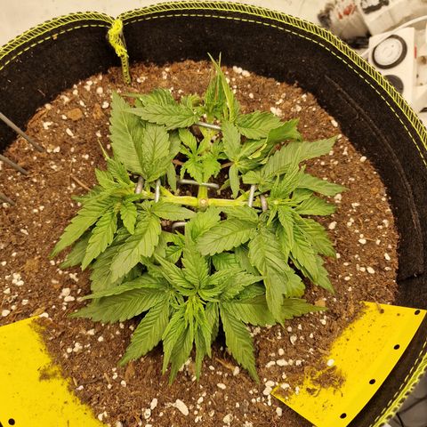 Runtz Muffin growlog photo: Tag 21