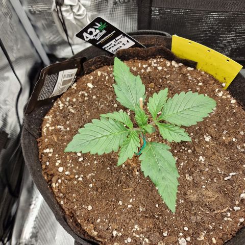 Lemon Cherry Cookies growlog photo: Tag 10