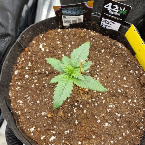 Purple Haze growlog photo: Tag 10