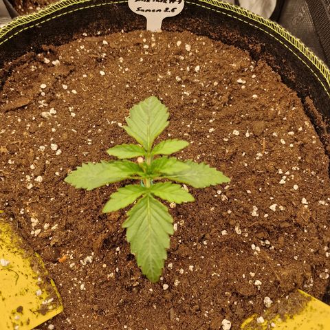 Mix Pack, surprise growlog photo: Tag 10