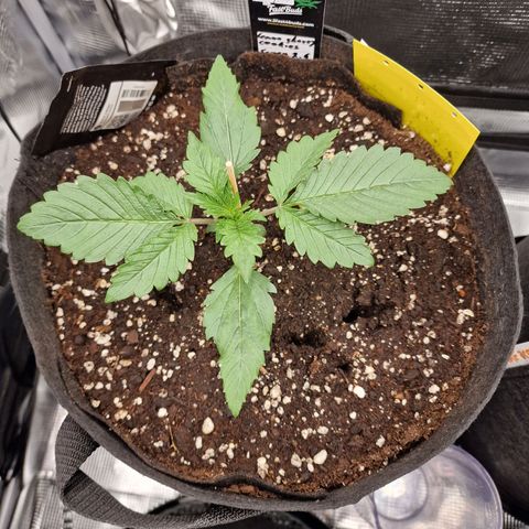 Lemon Cherry Cookies growlog photo: Tag 11