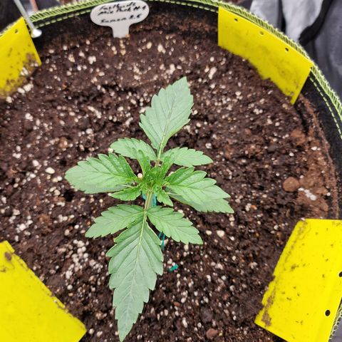 Mix Pack, surprise growlog photo: Tag 11