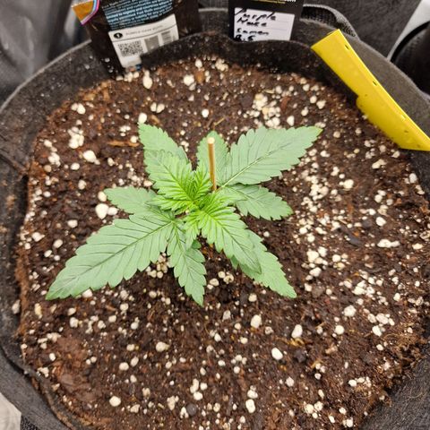 Purple Haze growlog photo: Tag 11