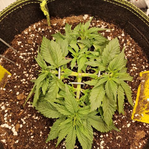 Runtz Muffin growlog photo: Tag 22
