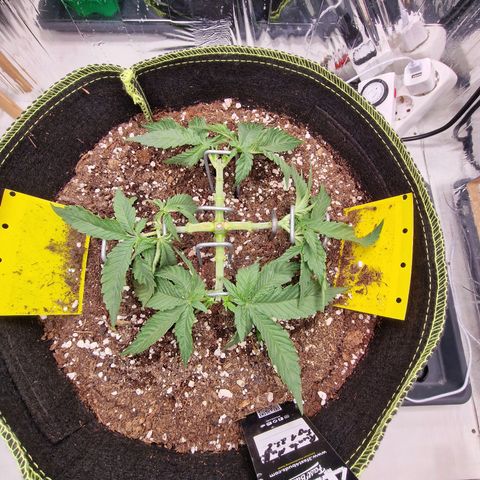 Runtz Muffin growlog photo: Tag 23