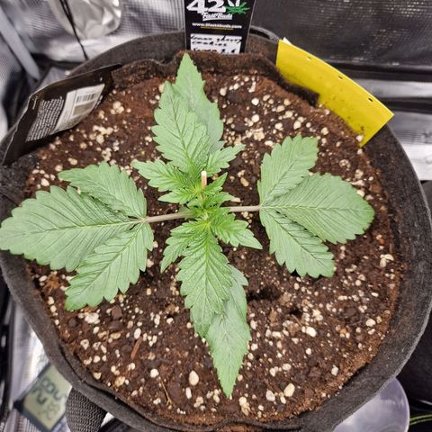 Lemon Cherry Cookies growlog photo: Tag 12