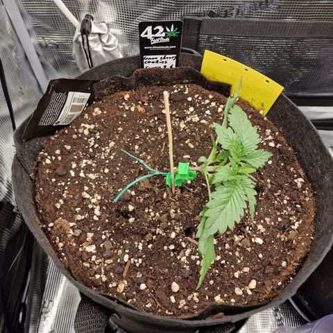 Lemon Cherry Cookies growlog photo: Tag 12