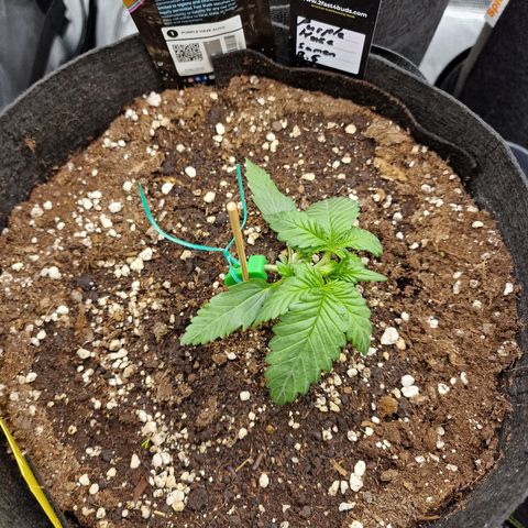 Purple Haze growlog photo: Tag 12